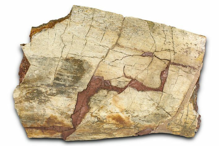 Fossil Hadrosaur (Edmontosaurus) Scapula Section - Wyoming #378029